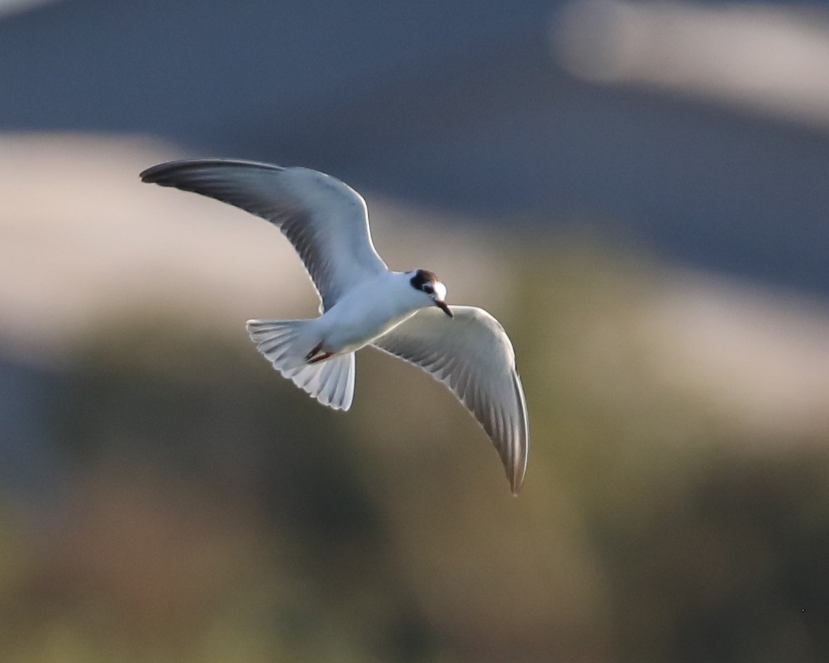 White-winged Tern - ML640768499