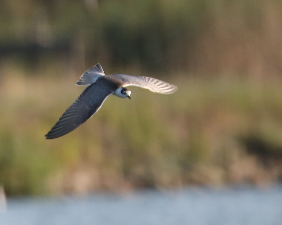 White-winged Tern - ML640768506
