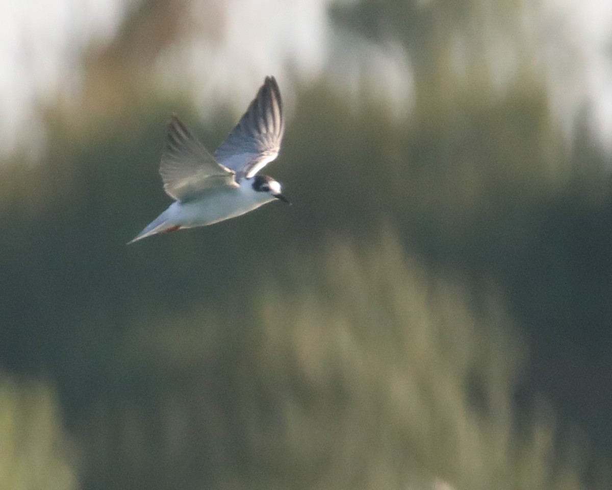 White-winged Tern - ML640768517