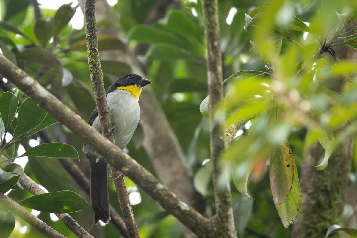 White-naped Brushfinch - ML640768586