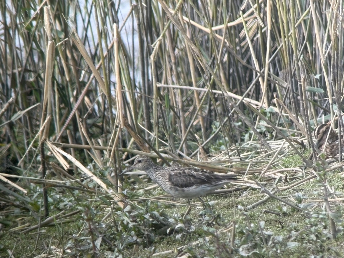 Pectoral Sandpiper - ML640768597