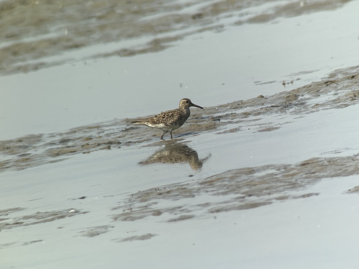Pectoral Sandpiper - ML640768598