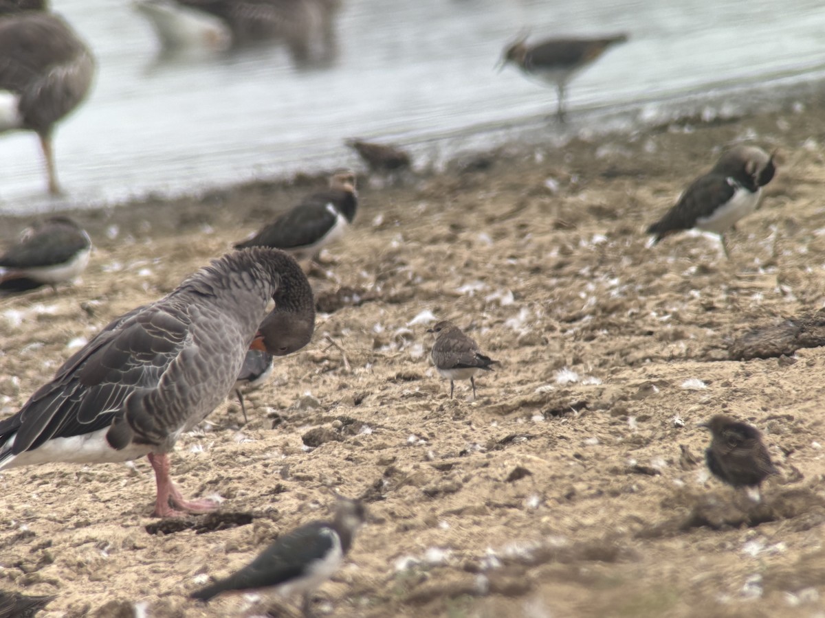 Black-winged Pratincole - ML640768627