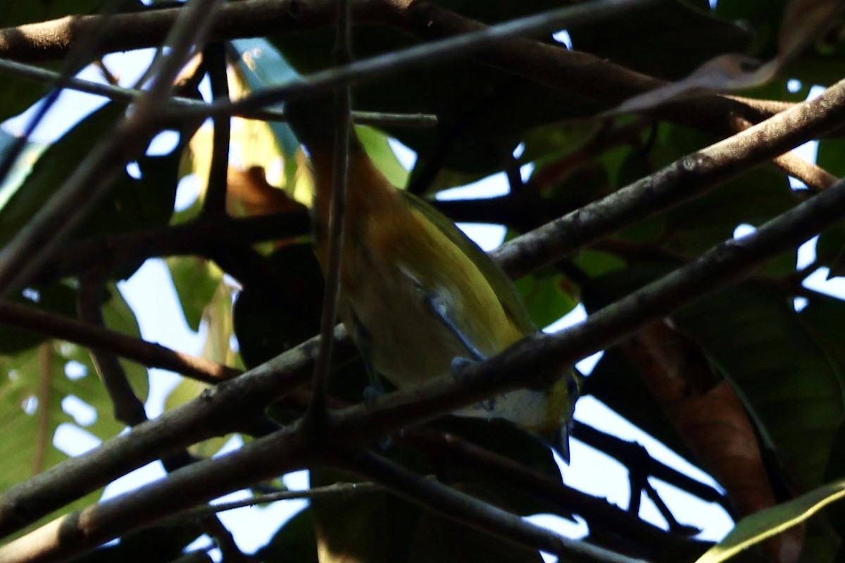 Rufous-bellied Euphonia - ML640768643