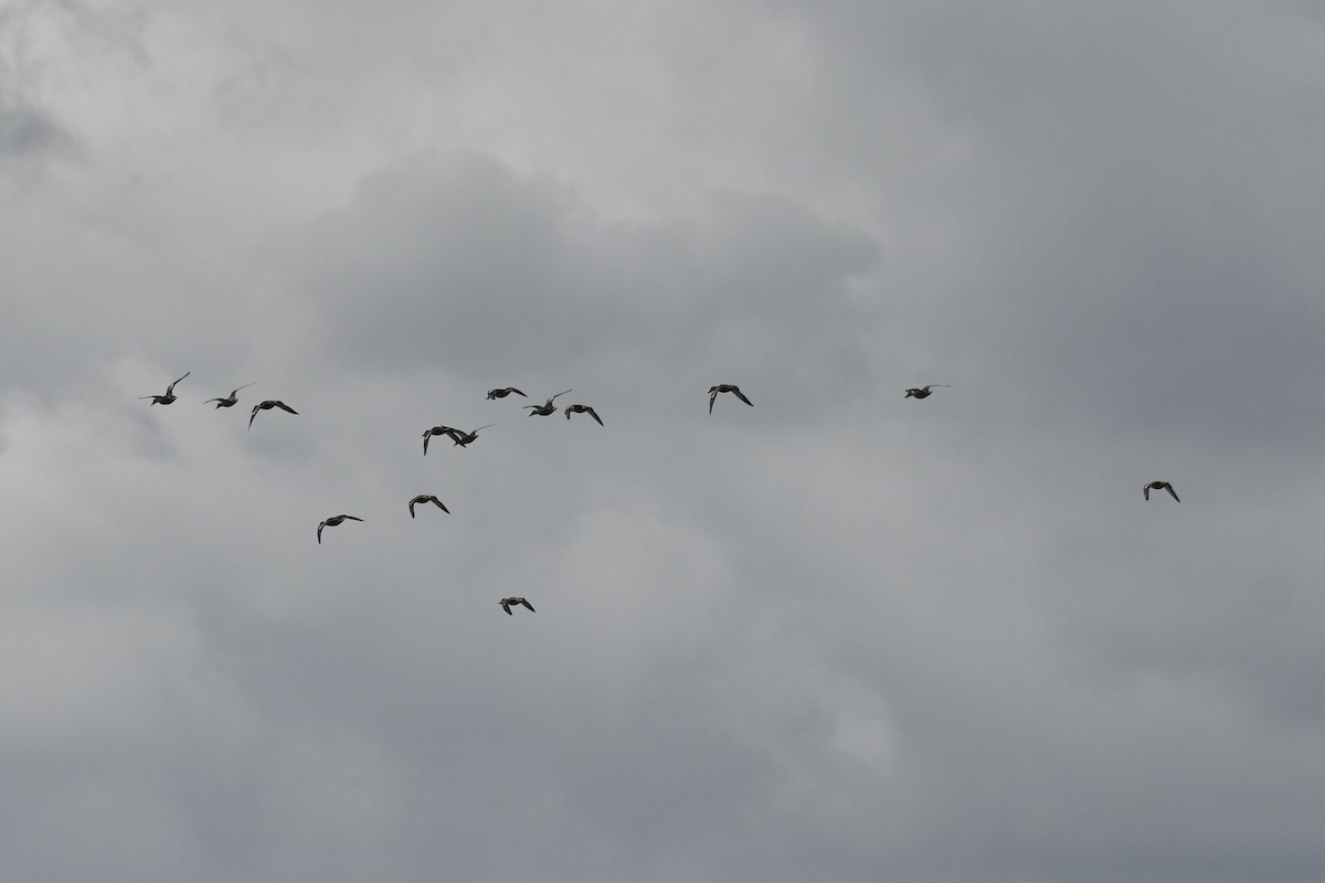 Northern Shoveler - ML640768647