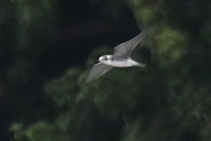 Black Tern - ML640768657