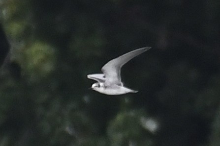 Black Tern - ML640768658