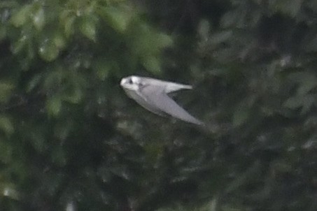 Black Tern - ML640768659