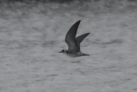 Black Tern - ML640768660