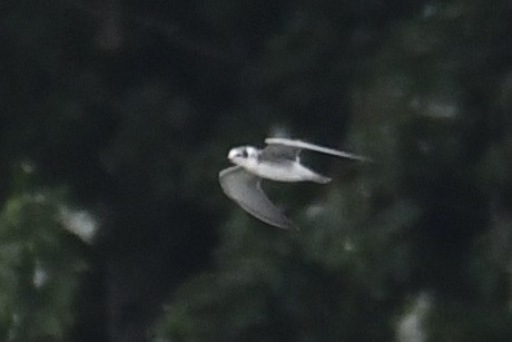 Black Tern - ML640768661