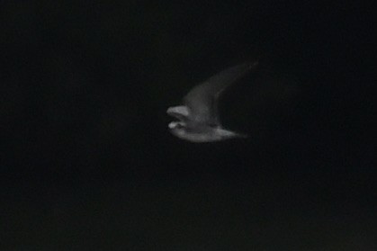 Black Tern - ML640768662