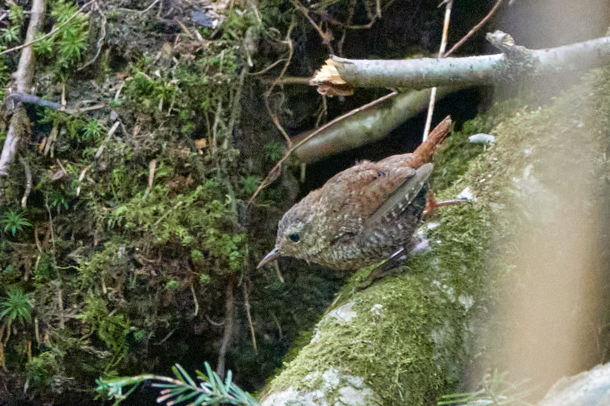 Winter Wren - ML640768709