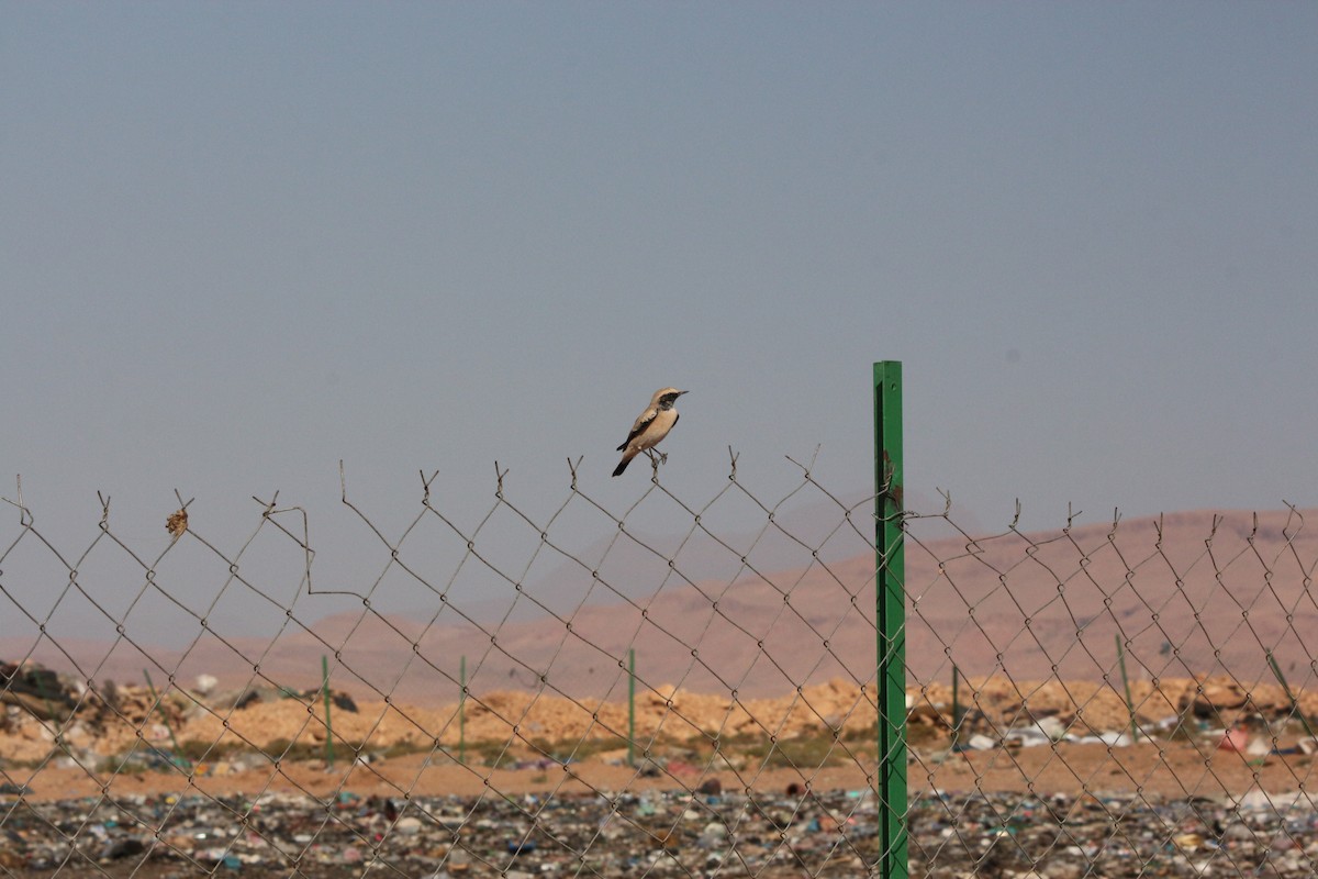 Desert Wheatear - ML640768712