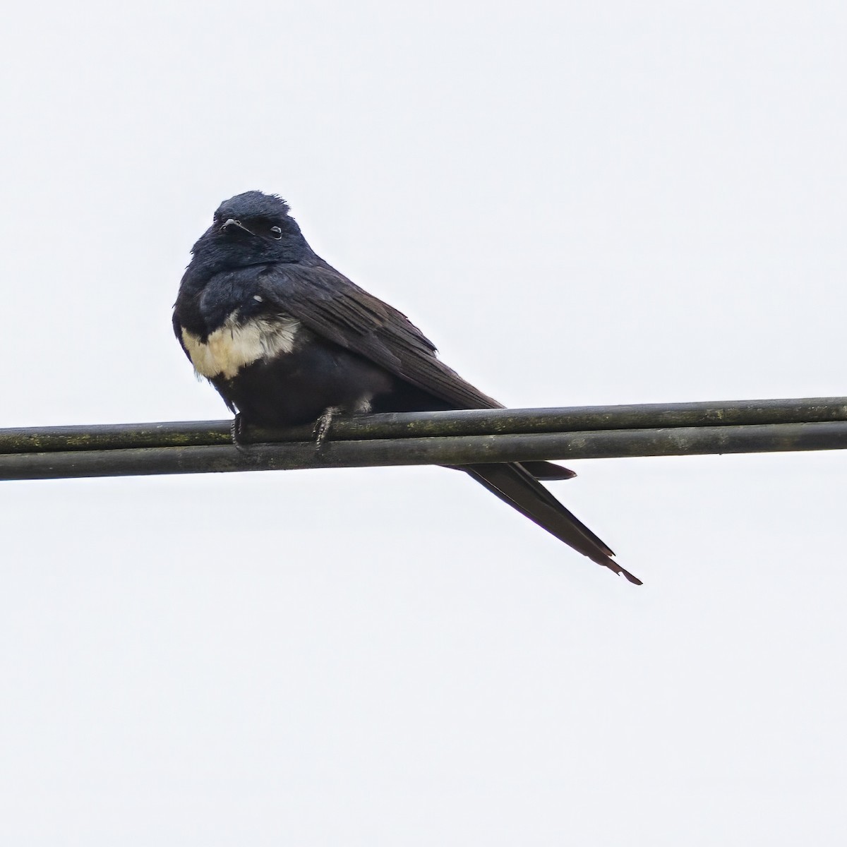 Golondrina Fajiblanca - ML640768744