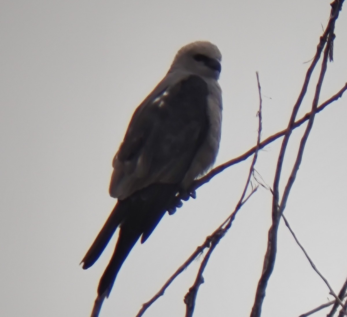 Mississippi Kite - ML640768893