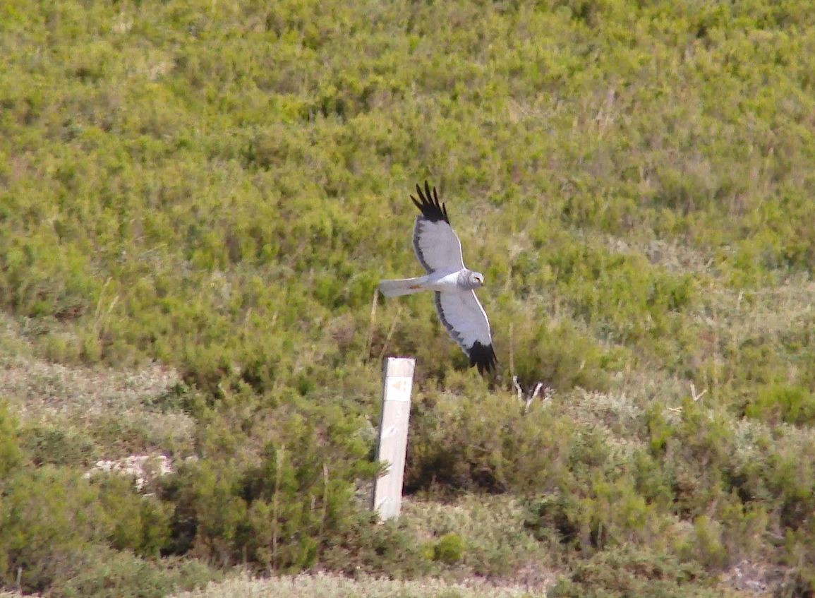 Hen Harrier - ML64076891