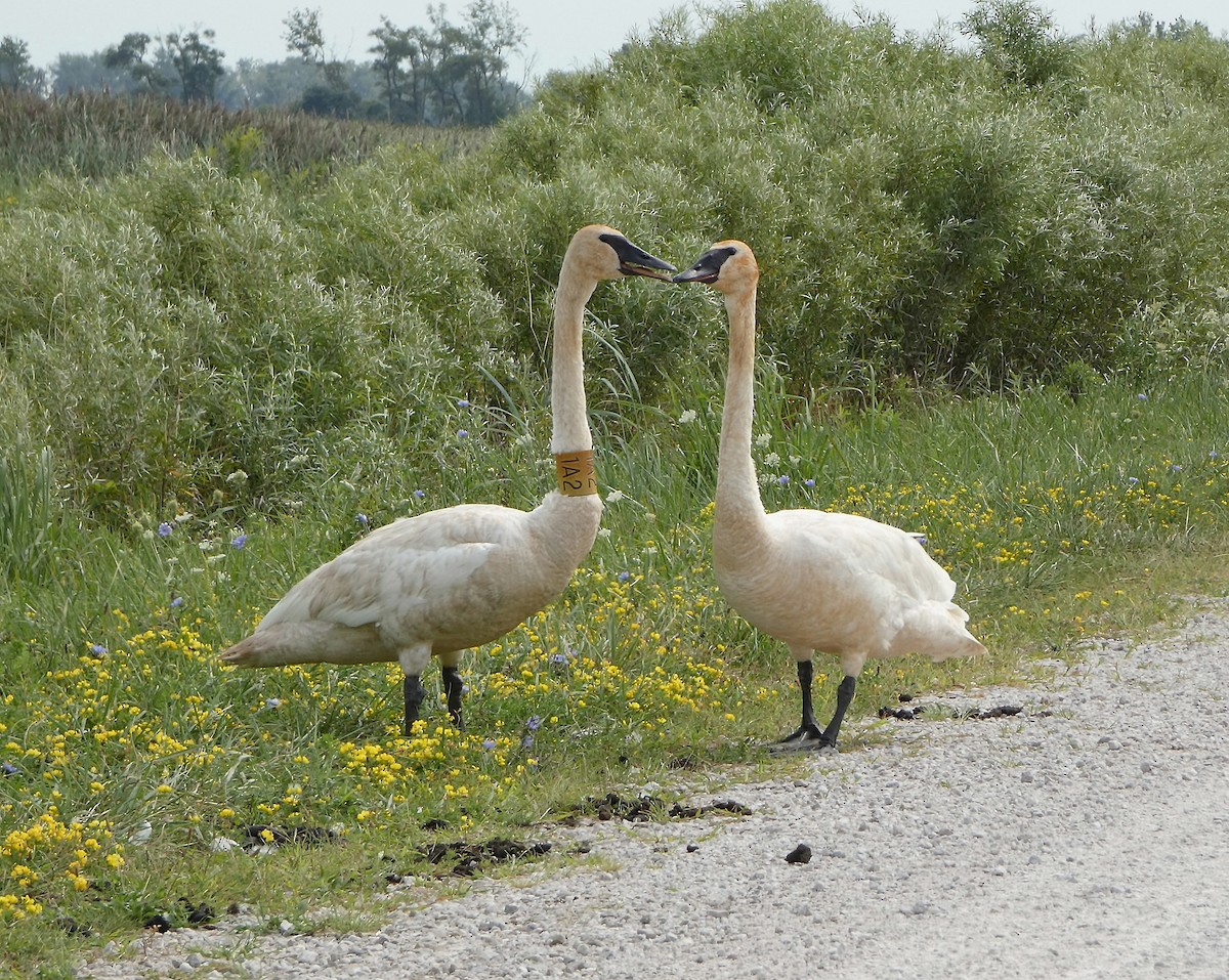 Trumpeter Swan - ML640768954