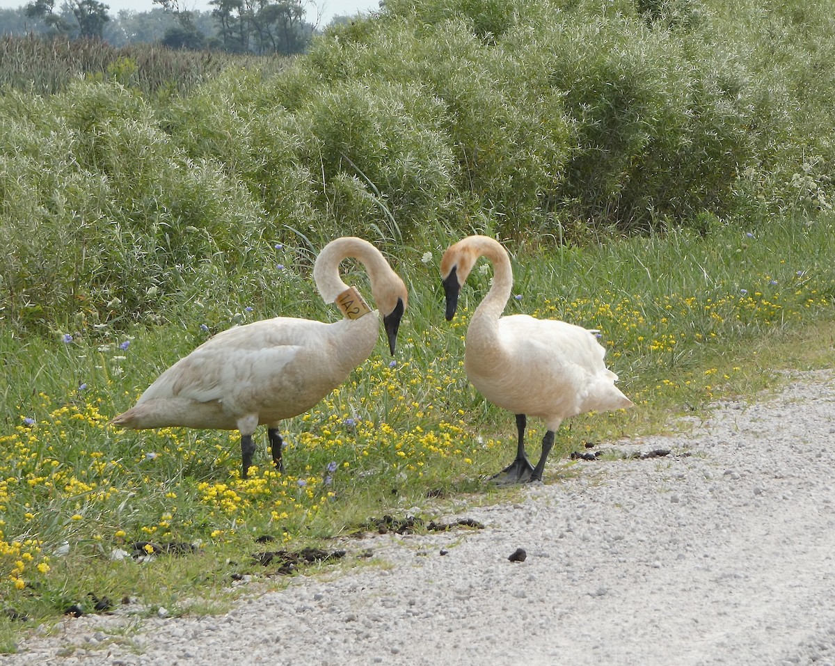 Trumpeter Swan - ML640768966