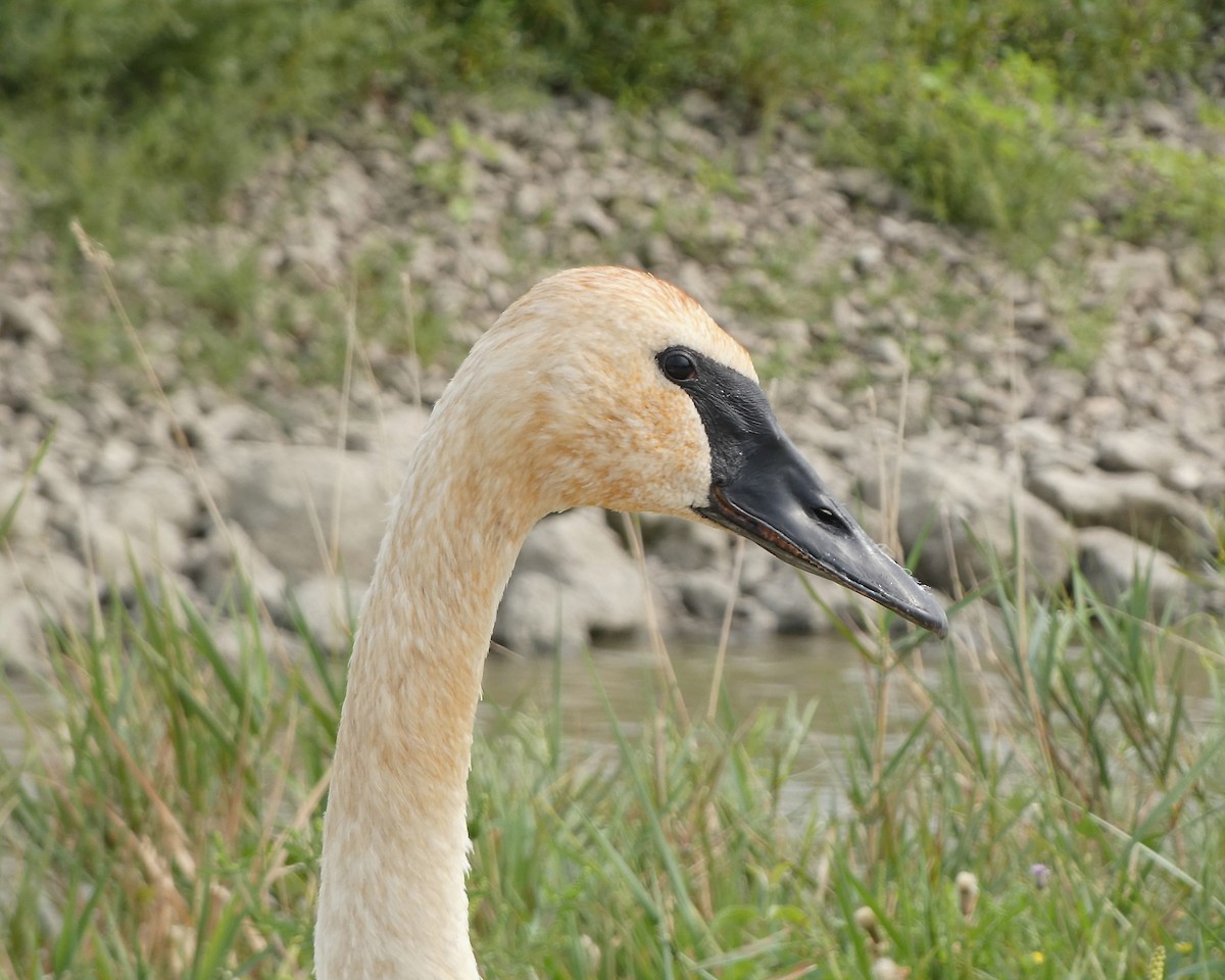 Trumpeter Swan - ML640768976