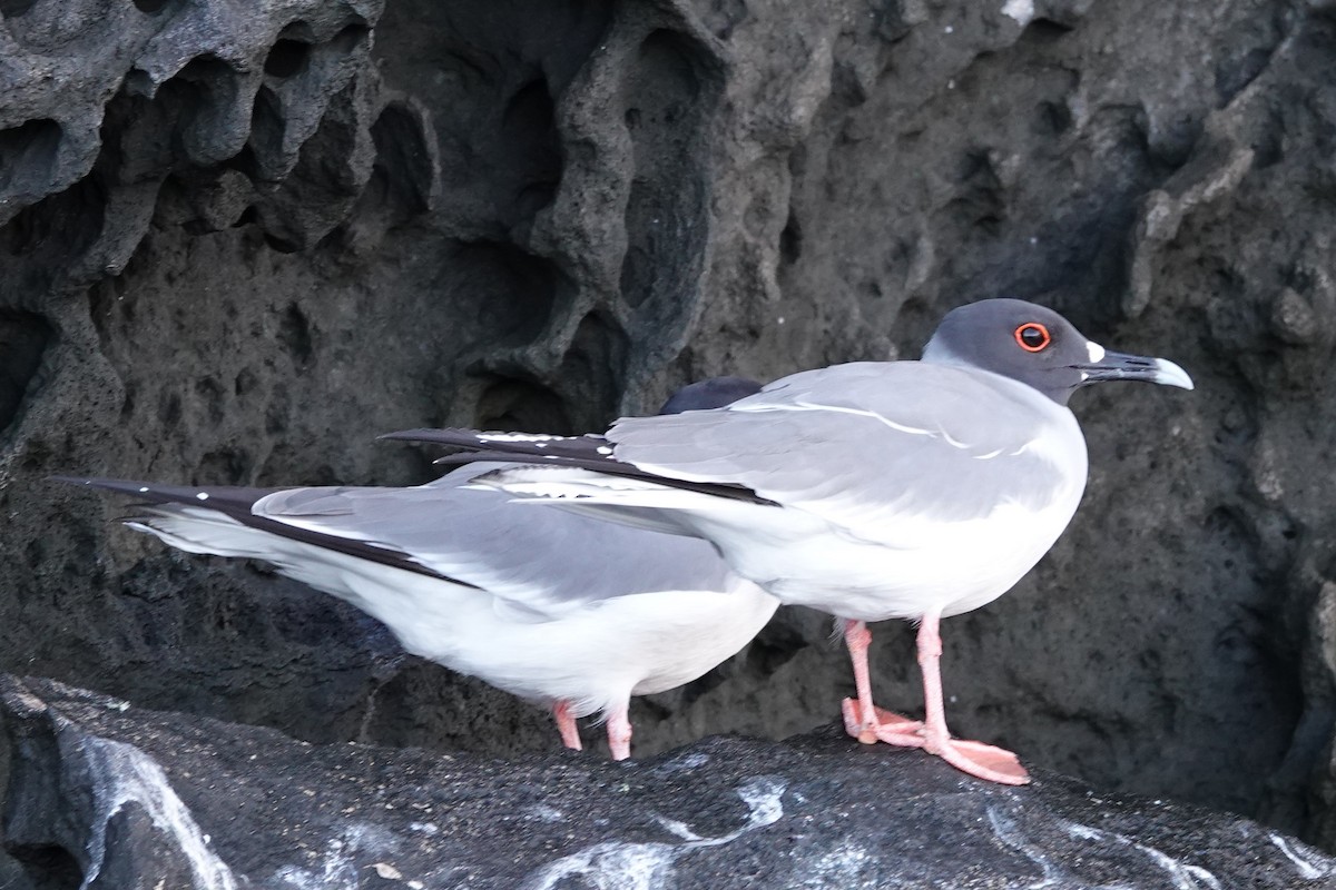 Swallow-tailed Gull - ML640768988