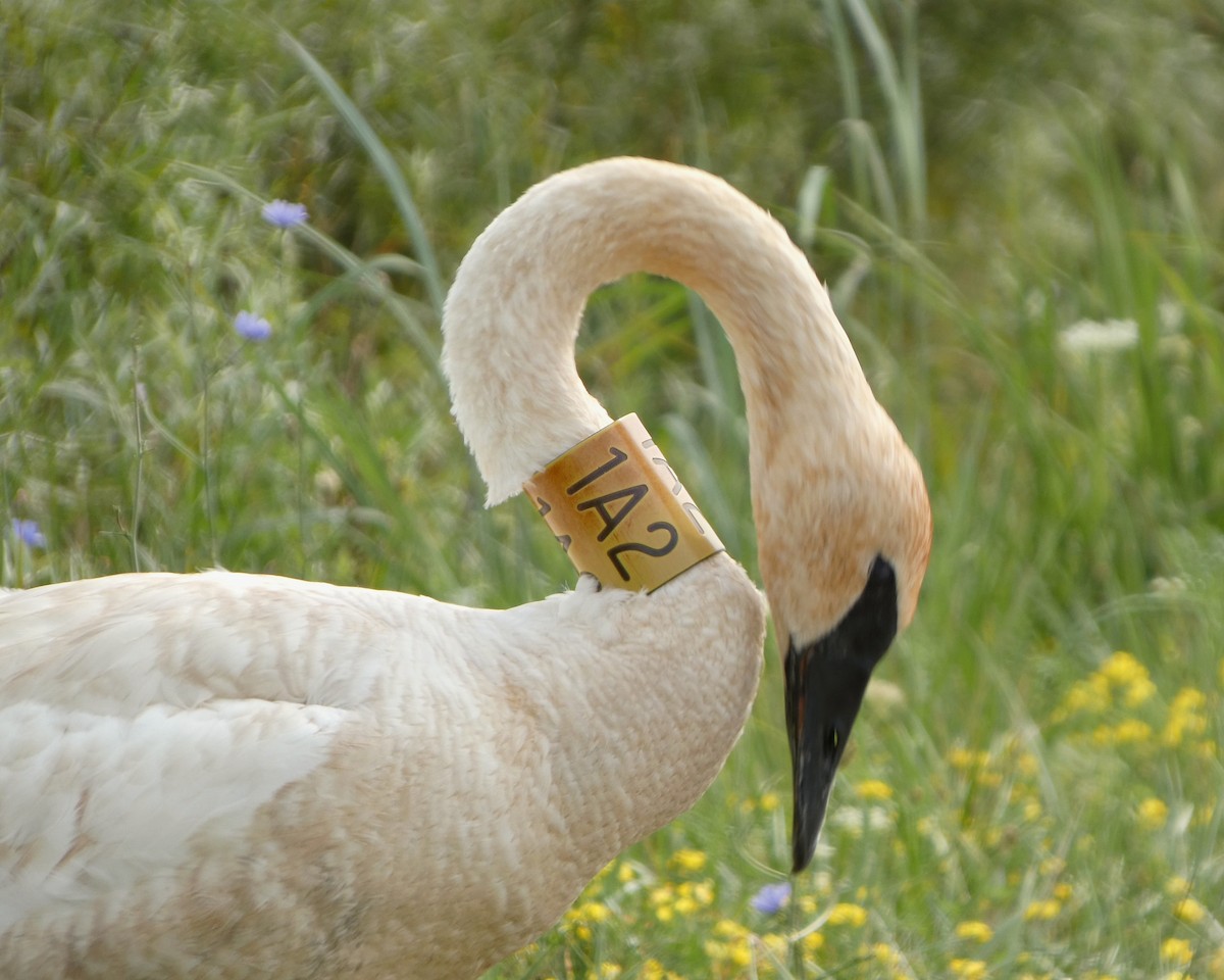 Trumpeter Swan - ML640768989