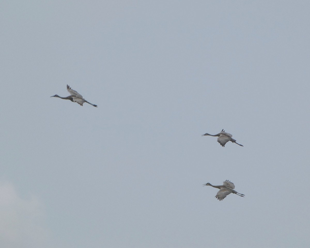 Sandhill Crane - ML640769019