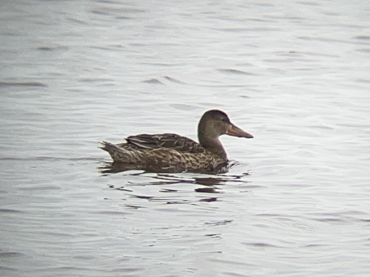 Халбага нугас - ML640769086