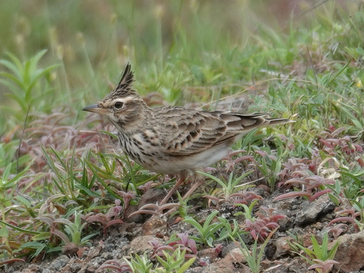 Malabar Lark - ML640769096