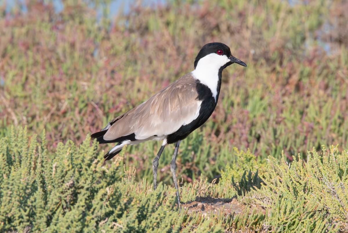 Spur-winged Lapwing - ML640769111