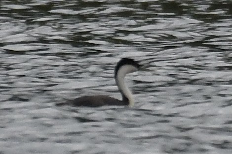 Western Grebe - ML640769113