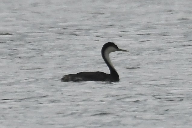 Western Grebe - ML640769114