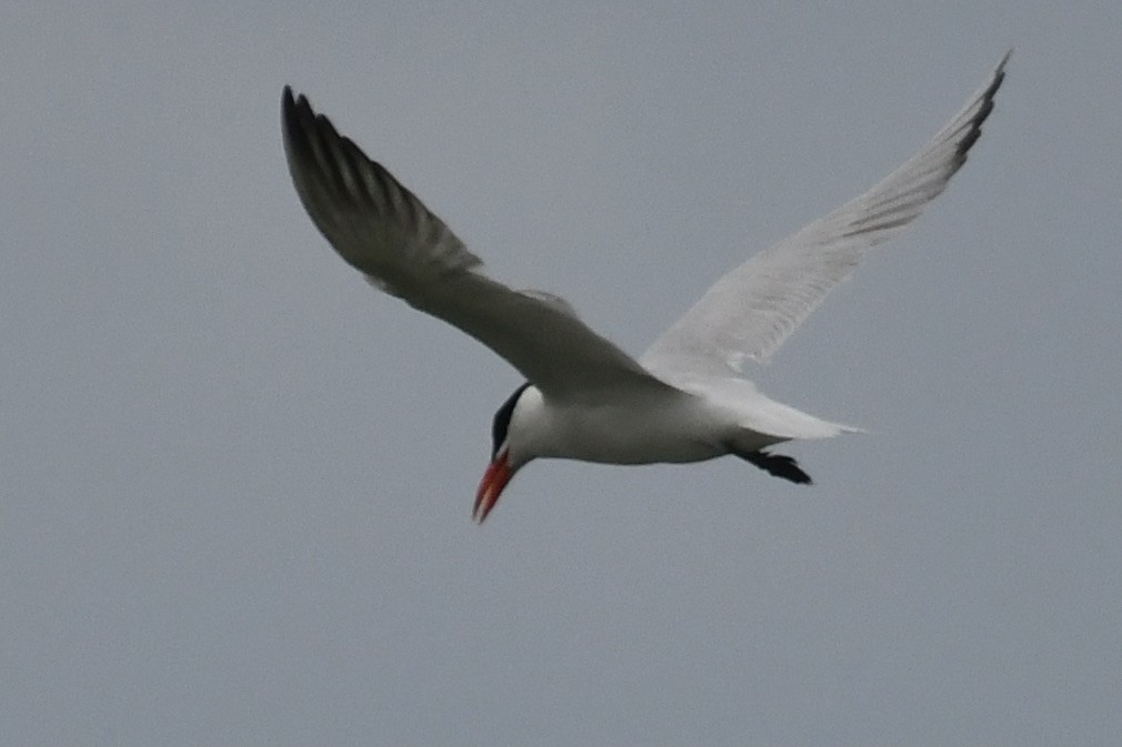Caspian Tern - ML640769120