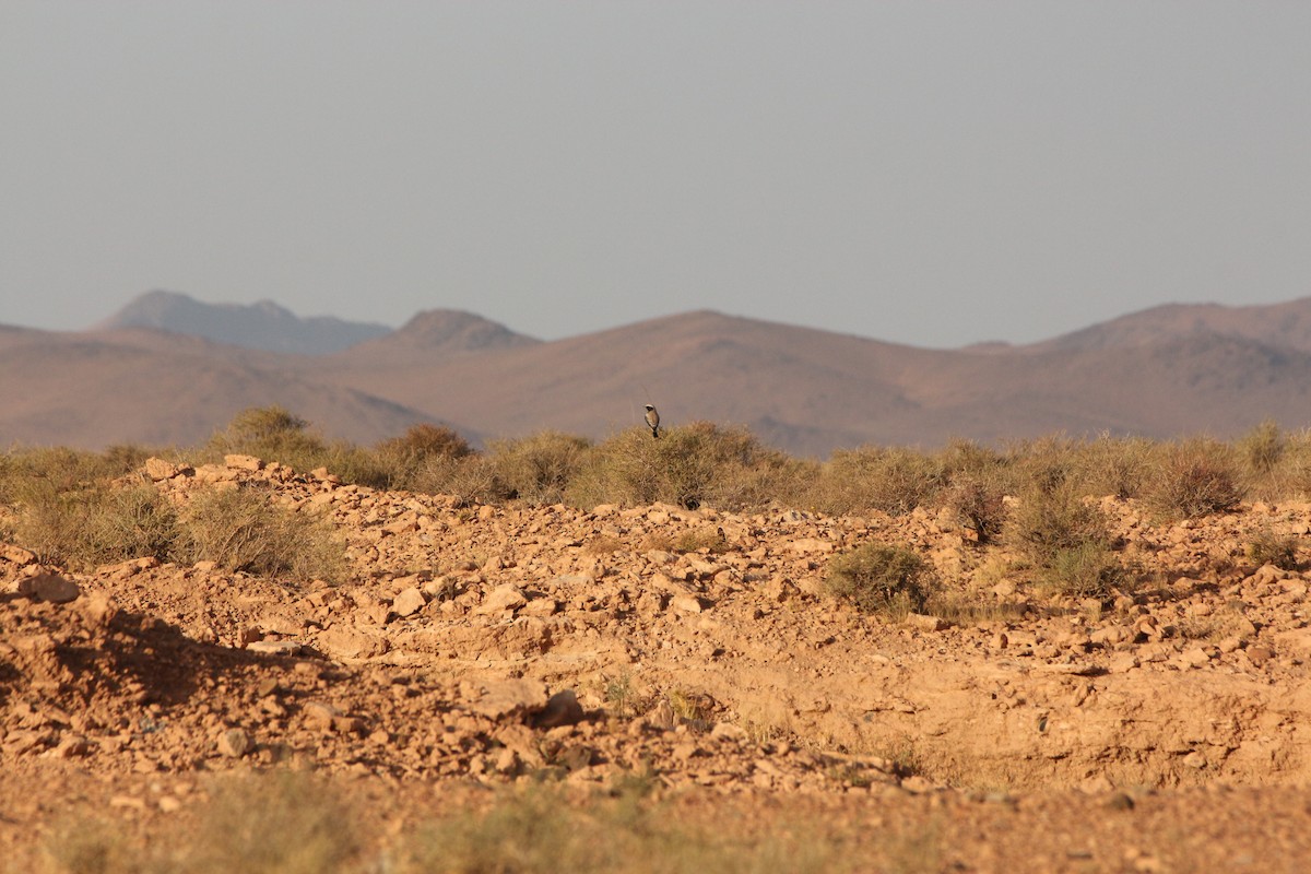 Desert Wheatear - ML640769134