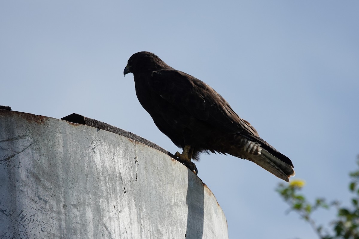 Galapagos Hawk - ML640769140