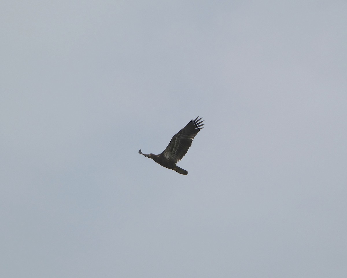 Bald Eagle - ML640769201