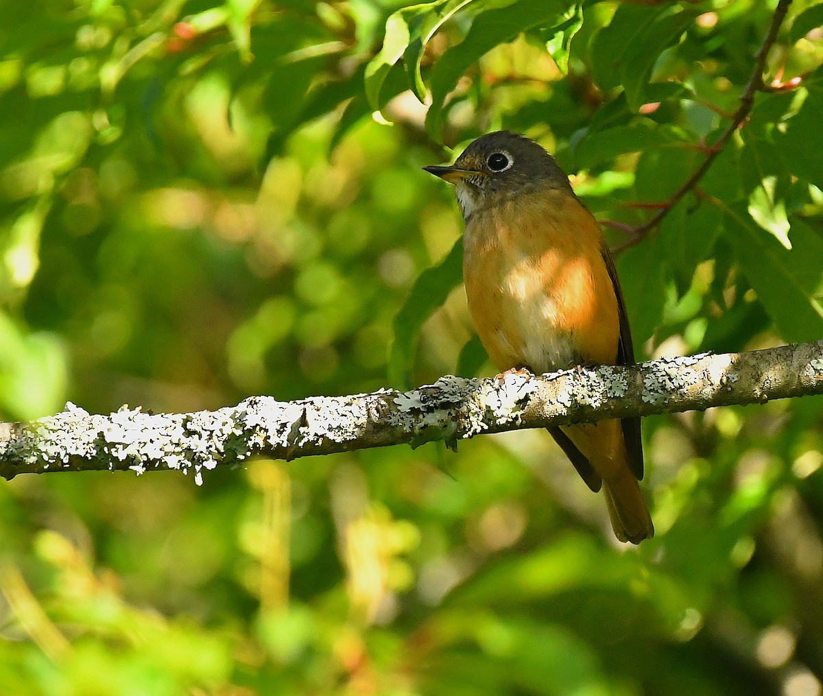 Ferruginous Flycatcher - ML640769221