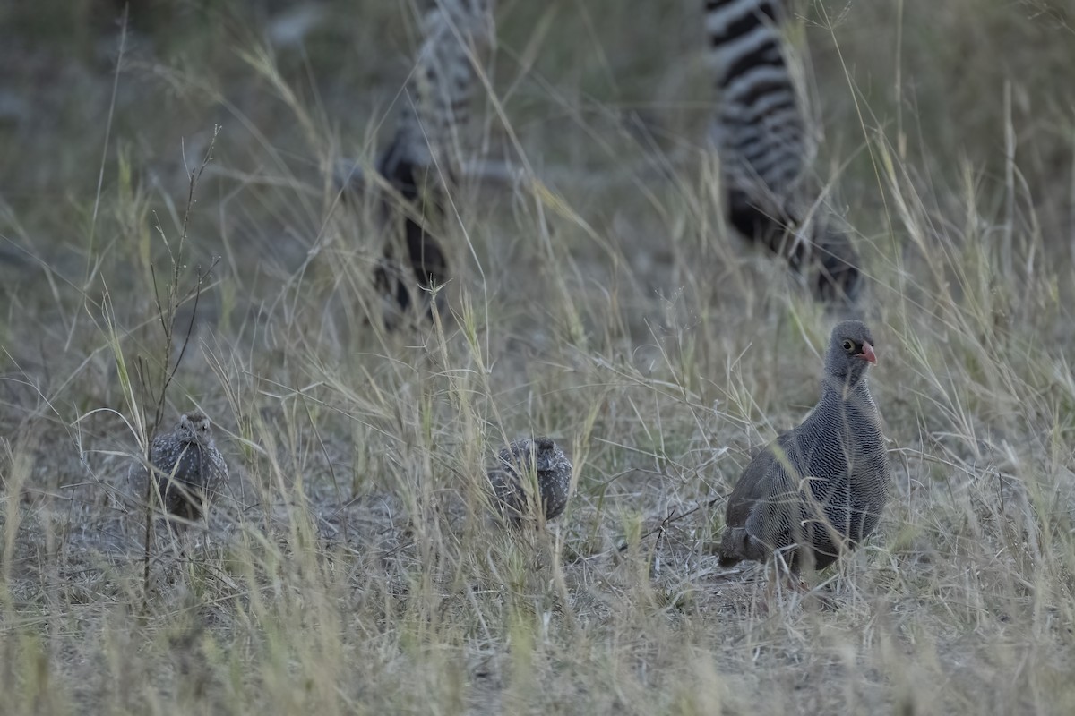 Red-billed Spurfowl - ML640769224