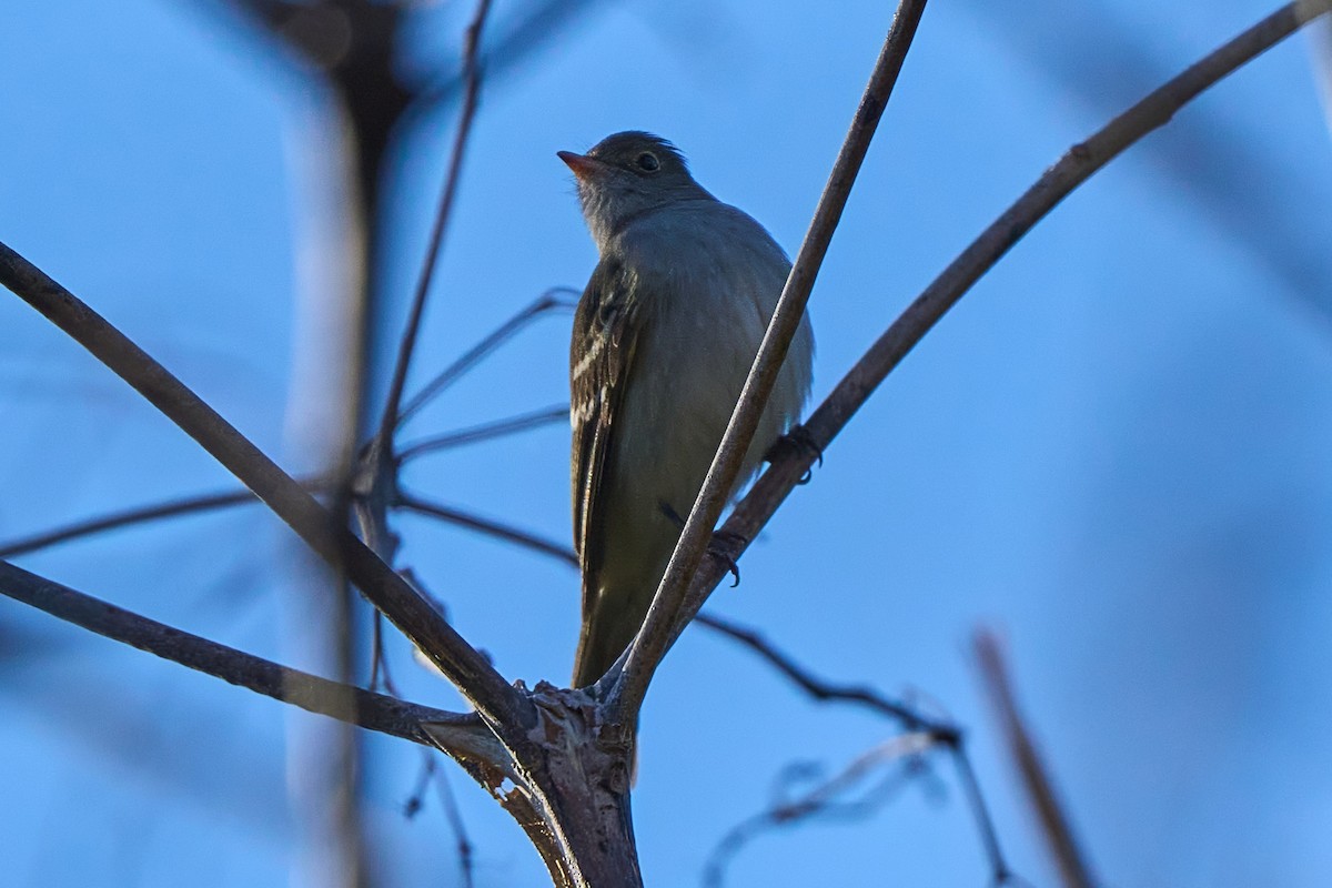 Small-billed/White-crested Elaenia - ML640769287