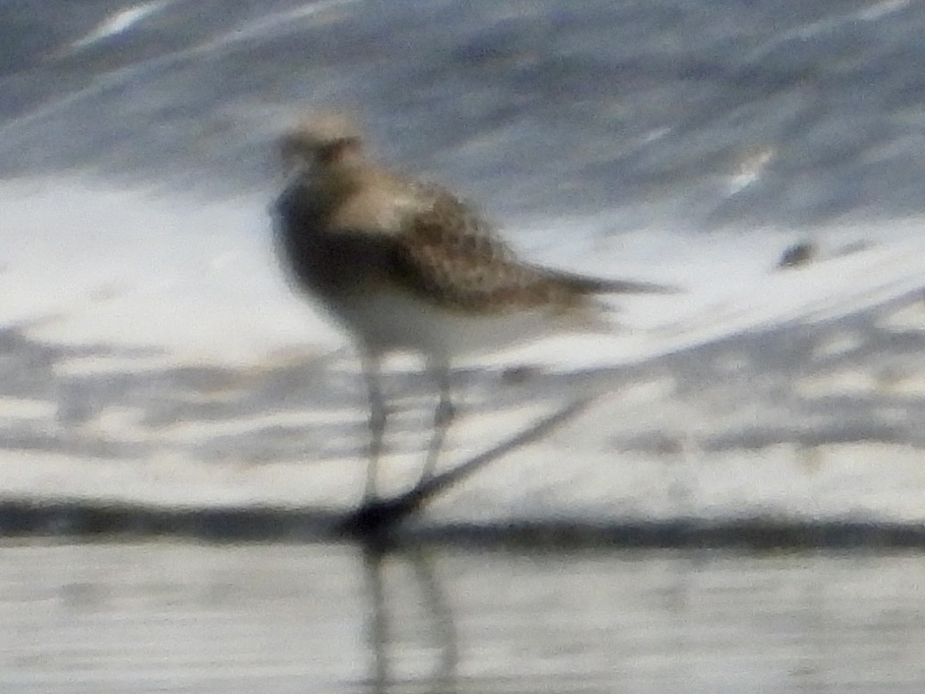 Baird's Sandpiper - ML640769297