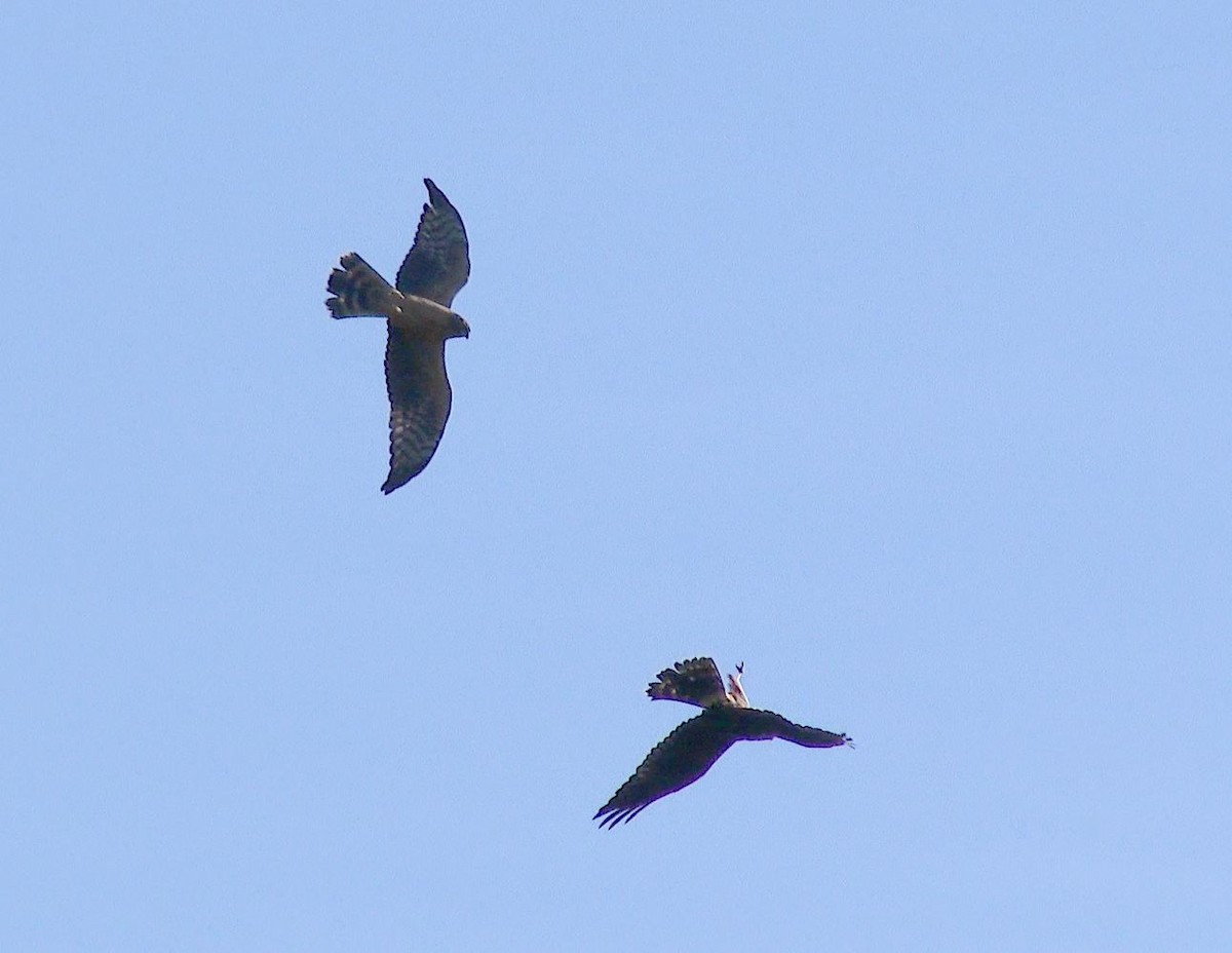 Montagu's Harrier - ML64076931