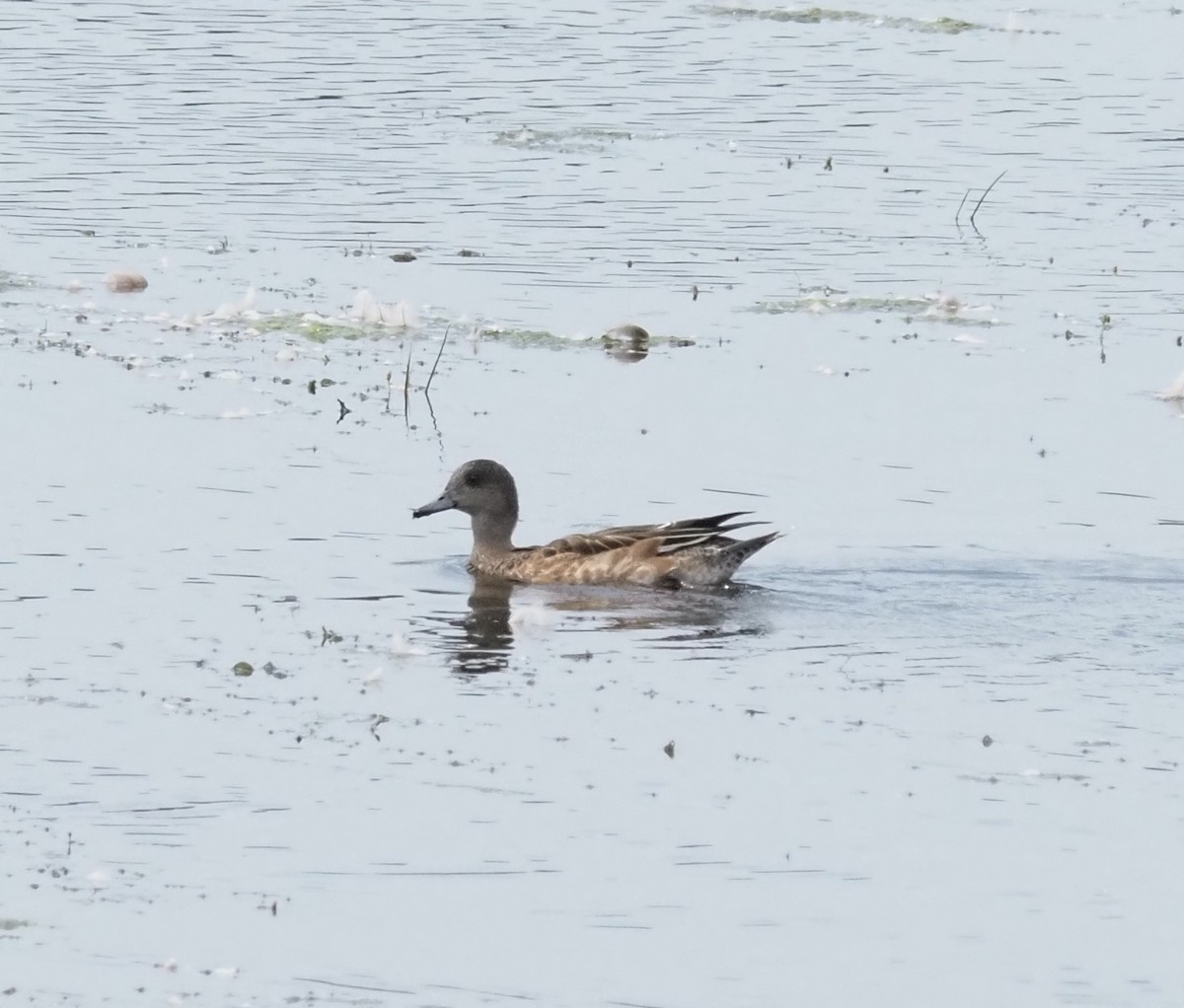 American Wigeon - ML640769373