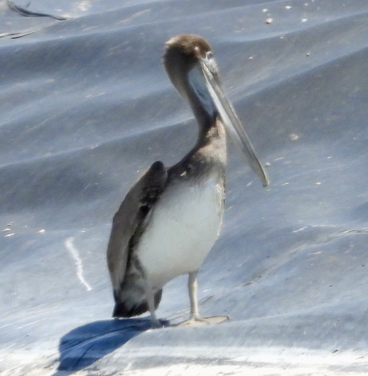 Brown Pelican - ML640769395