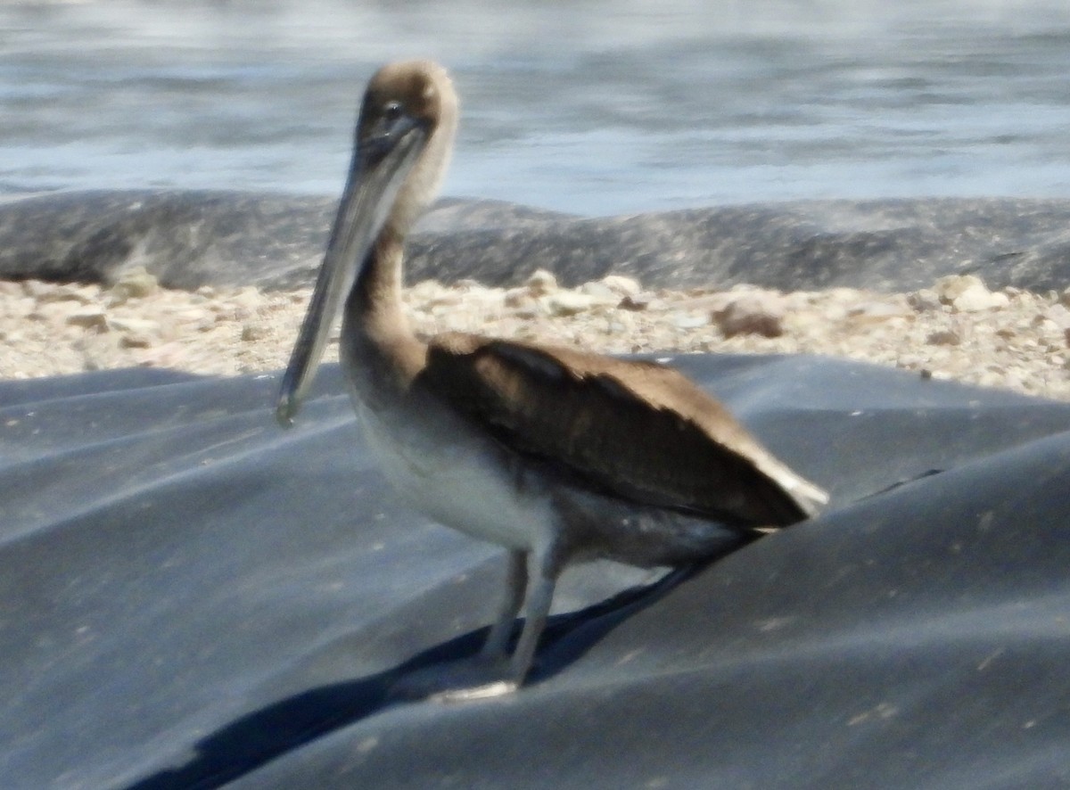 Brown Pelican - ML640769396