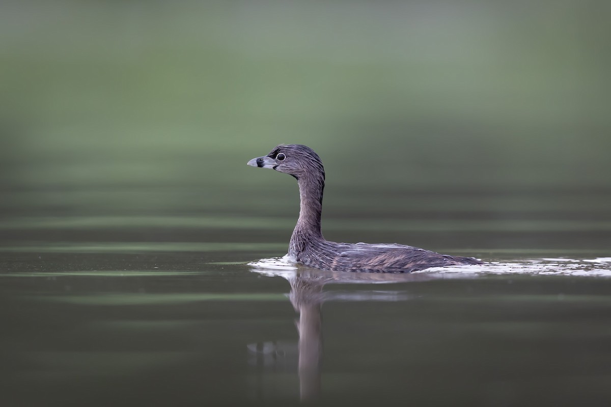 Pied-billed Grebe - ML640769403