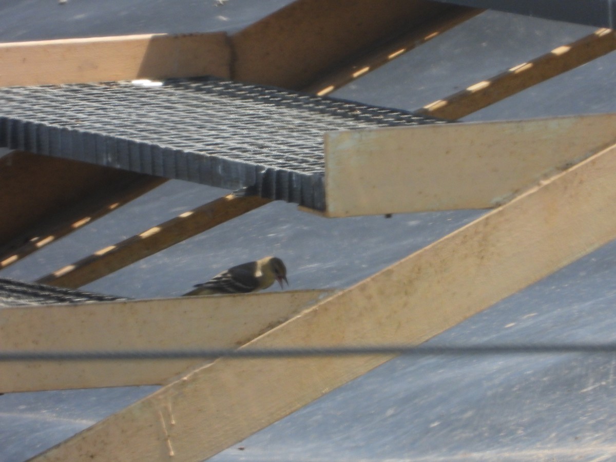Bullock's Oriole - ML640769407