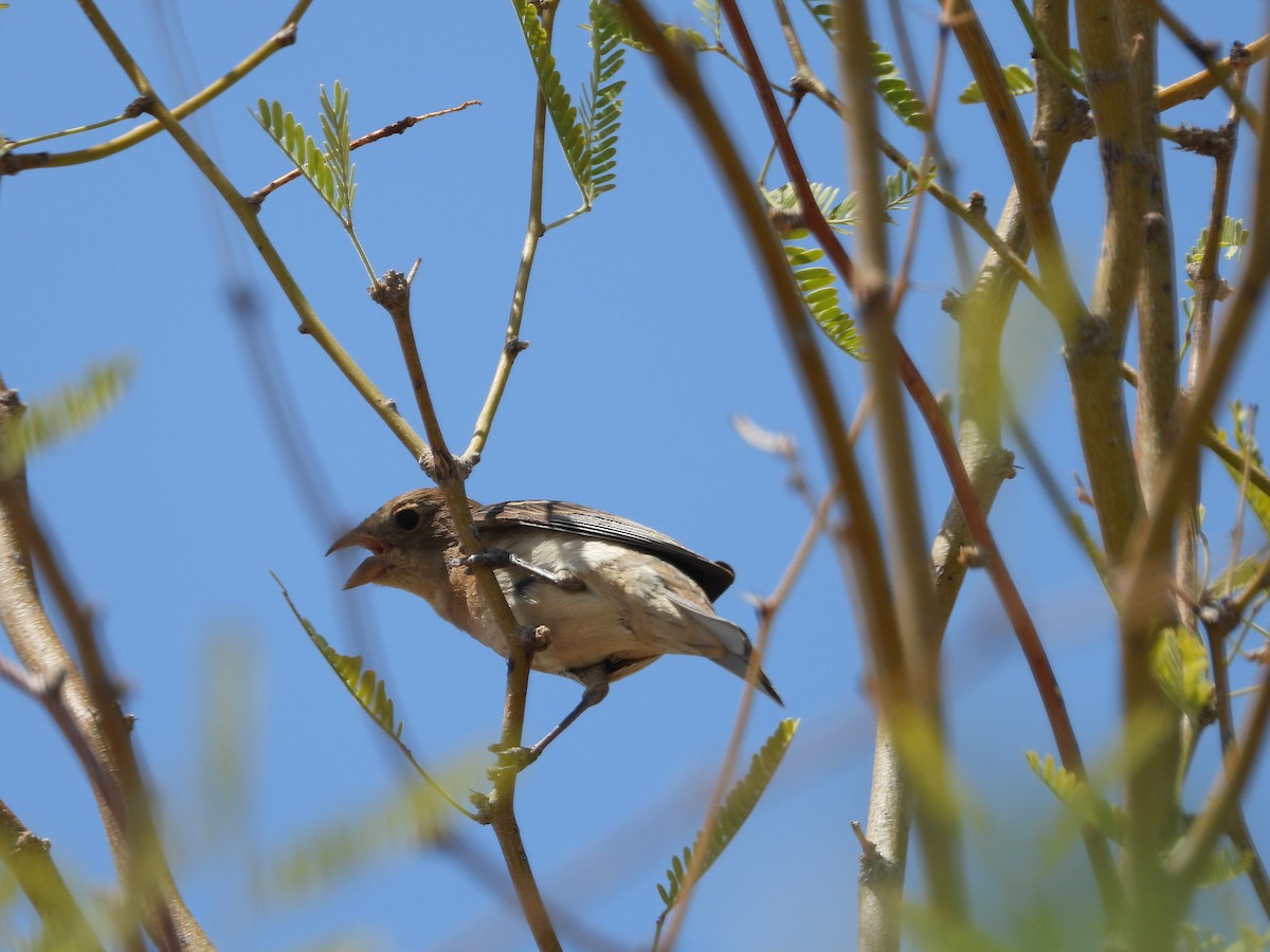 Lazuli Bunting - ML640769415