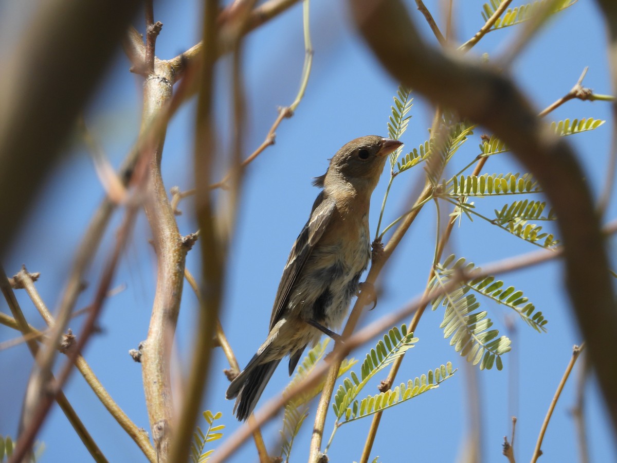 Lazuli Bunting - ML640769416