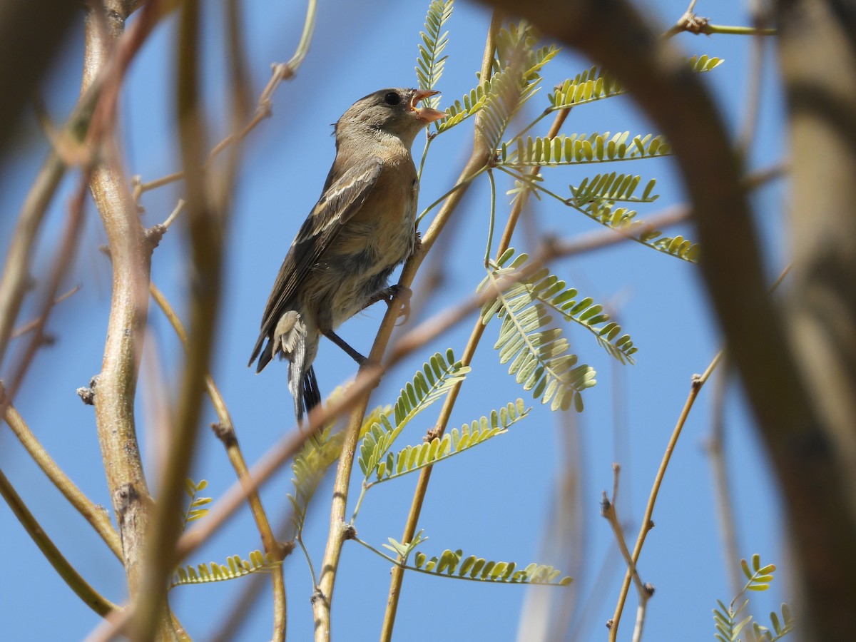 Lazuli Bunting - ML640769417