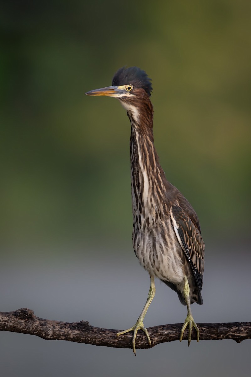 Green Heron - ML640769426