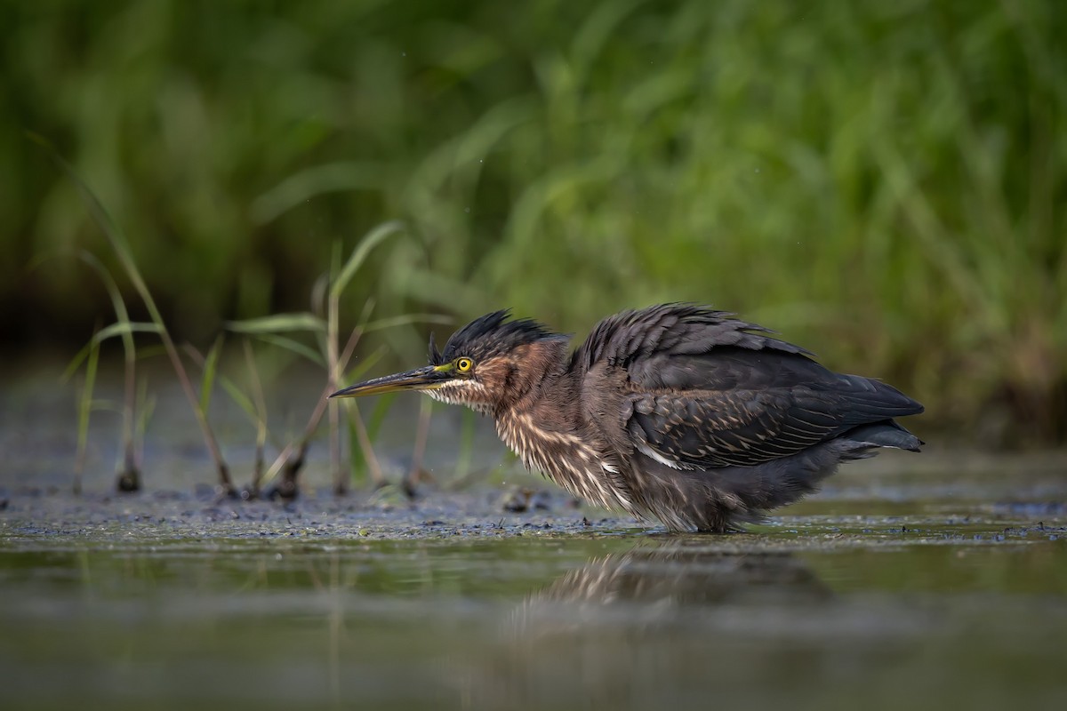 Green Heron - ML640769447